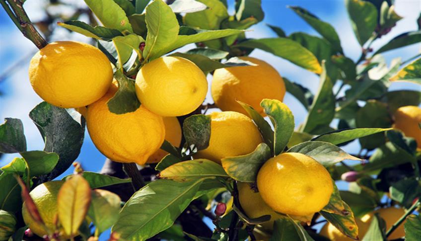 Agrumi: oggi sono di scena i limoni. Agrumi: oggi sono di scena i limoni.